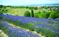 Levendula szüret és Balaton PROGRAM *****